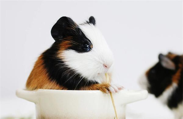 荷兰猪的常见疾病和症状表现 荷兰猪常见疾病症状全攻略(图1)