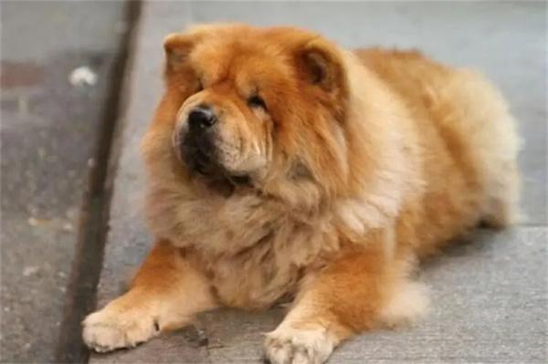 秋田犬禁养犬问题全攻略(图2)