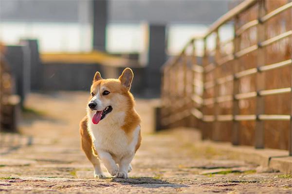 秋田犬禁养犬问题全攻略(图1)
