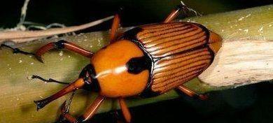 狗为什么喜欢吃甲虫全攻略(图3) 狗为什么喜欢吃甲虫全攻略(图3)