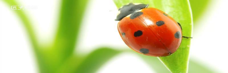 狗为什么喜欢吃甲虫全攻略(图1) 狗为什么喜欢吃甲虫全攻略(图1)