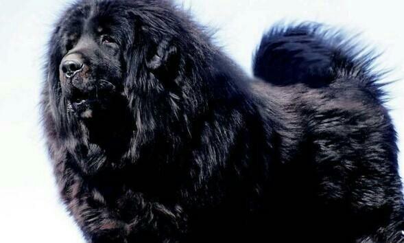 藏獒吠叫习性及原因探析全攻略(图3)