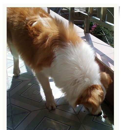 狗为什么喜欢吃甲虫全攻略(图2) 狗为什么喜欢吃甲虫全攻略(图2)