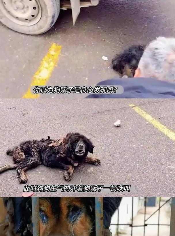 藏獒吠叫习性及原因探析全攻略(图2)