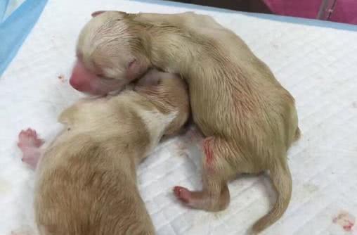 狗狗生产最佳时间选择全攻略(图2) 狗狗生产最佳时间选择全攻略(图2)