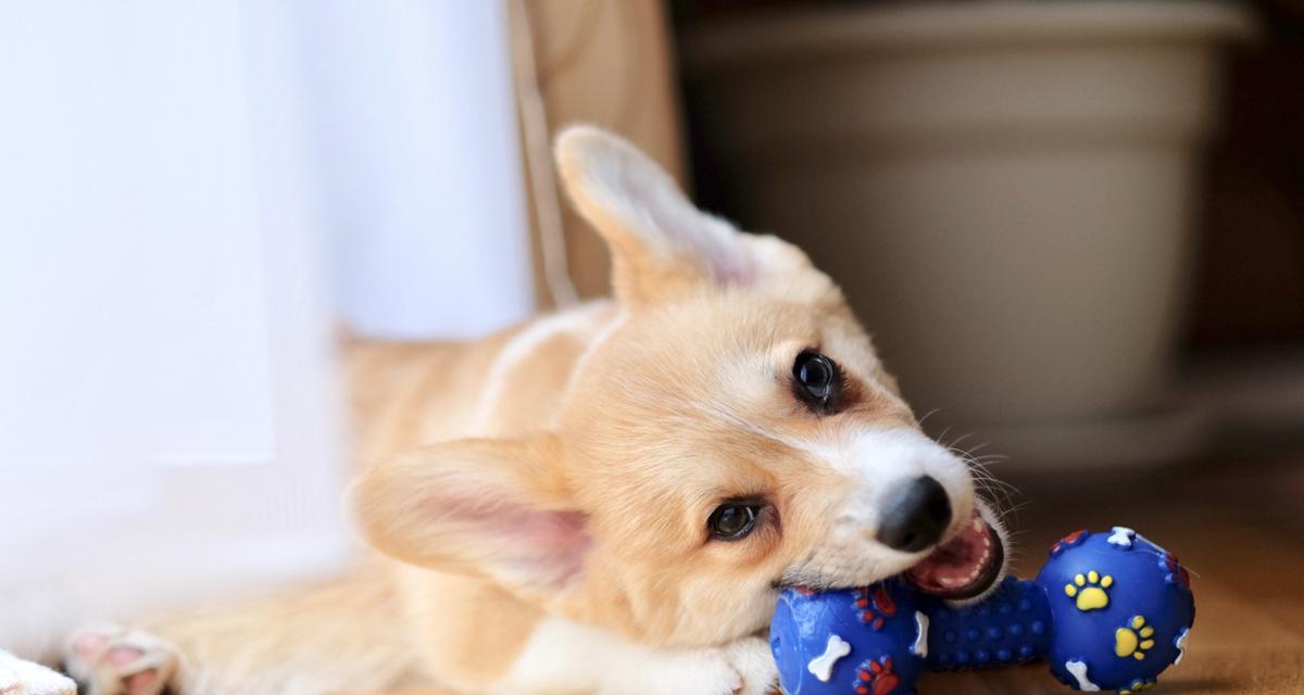 狗狗胀气表现及处理方法全攻略