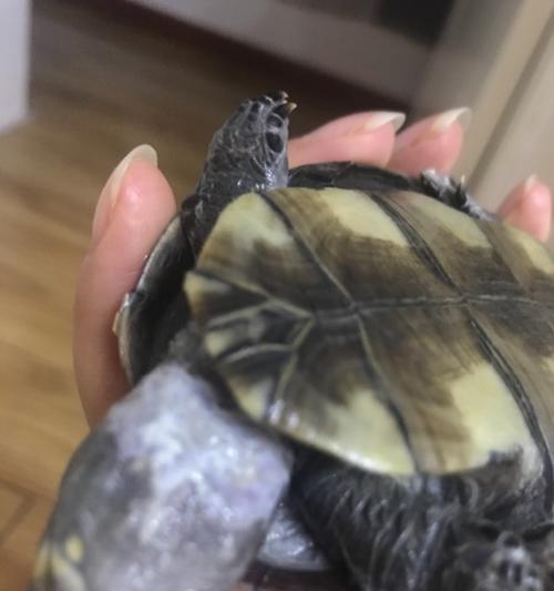 乌龟脖子脱皮全攻略(图3) 乌龟脖子脱皮全攻略(图3)