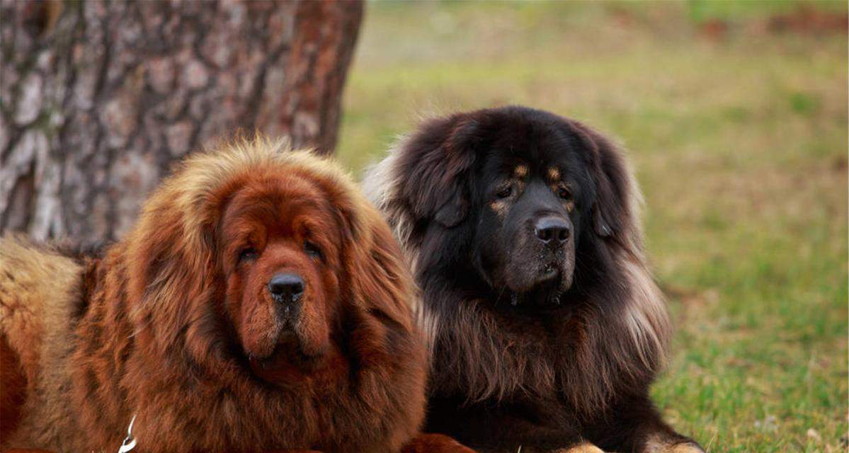 藏獒吠叫习性及原因探析全攻略(图1)