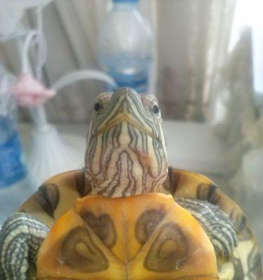 乌龟脖子脱皮全攻略(图1) 乌龟脖子脱皮全攻略(图1)