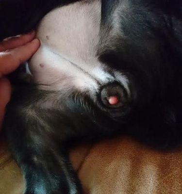 狗狗鸡鸡展现真实可爱传递温暖快乐全攻略(图3)