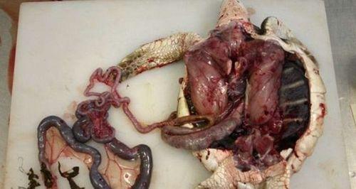 海龟不吃东西病因治疗全攻略