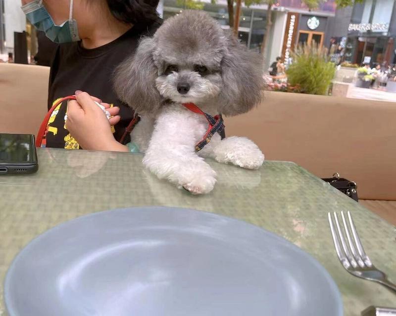 八个月泰迪饮食全攻略(图3)