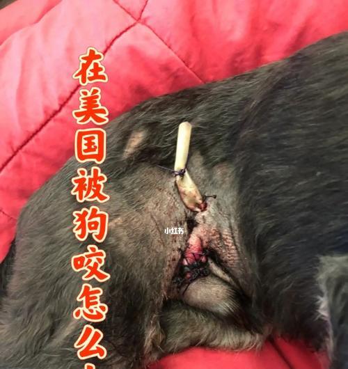 狗狗鸡鸡展现真实可爱传递温暖快乐全攻略(图2)