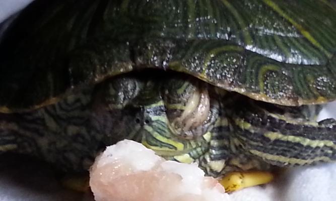 海龟不吃东西病因治疗全攻略(图2)