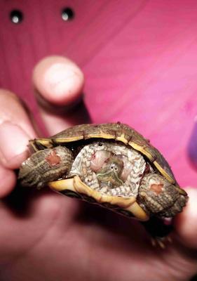 海龟不吃东西病因治疗全攻略(图3)