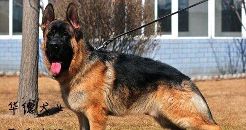 以德牧背线重要意义全攻略(图1)