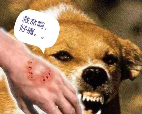狗狗不听主人原因及解决方法全攻略(图2)