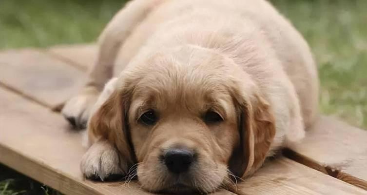 狗狗不听主人原因及解决方法全攻略(图1)