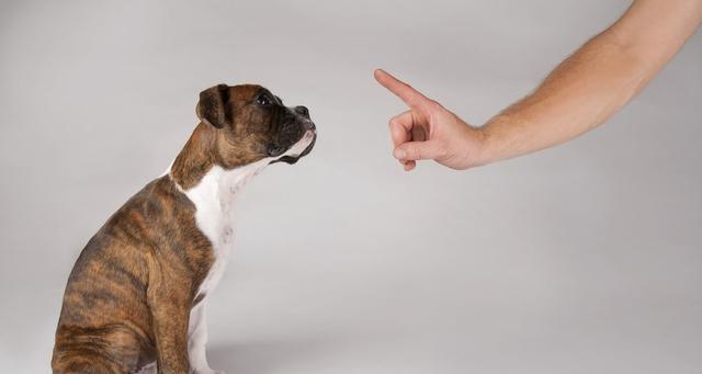 狗狗不听主人原因及解决方法全攻略(图3)