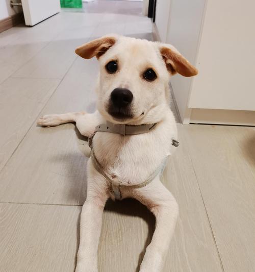 拉布拉多犬串串品质训练照顾全攻略(图3) 拉布拉多犬串串品质训练照顾全攻略(图3)