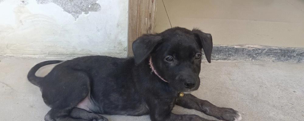 拉布拉多犬串串品质训练照顾全攻略(图1) 拉布拉多犬串串品质训练照顾全攻略(图1)