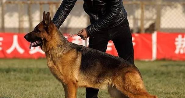 以德牧背线重要意义全攻略(图2)