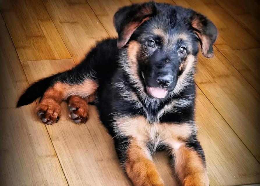 以德牧背线重要意义全攻略(图3)