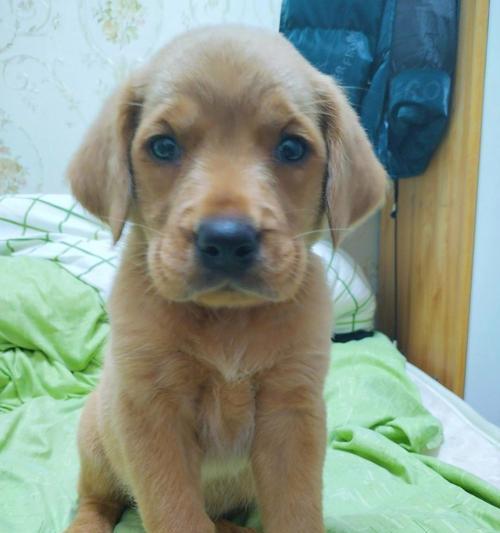 拉布拉多犬串串品质训练照顾全攻略(图2) 拉布拉多犬串串品质训练照顾全攻略(图2)