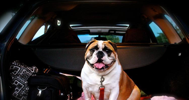 带狗狗乘火车全攻略(图3)