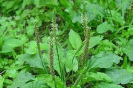 兔子喜欢吃哪些青草全攻略(图1) 兔子喜欢吃哪些青草全攻略(图1)