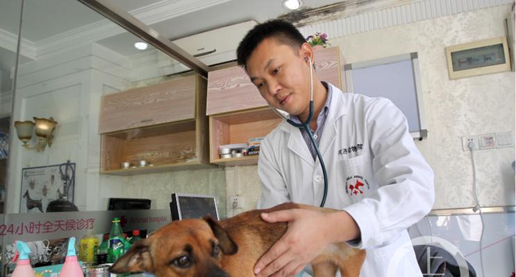 选择以喜欢宠物为主题的工作机会全攻略(图2)