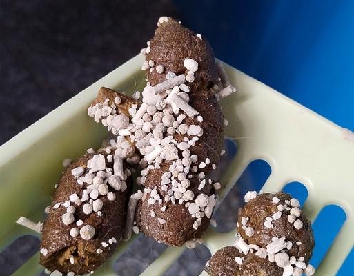 猫粪便稀原因全攻略(图2)