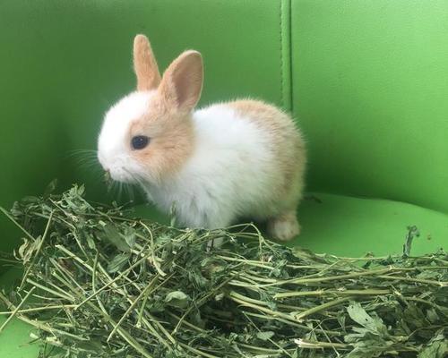 兔子喜欢吃哪些青草全攻略(图2) 兔子喜欢吃哪些青草全攻略(图2)