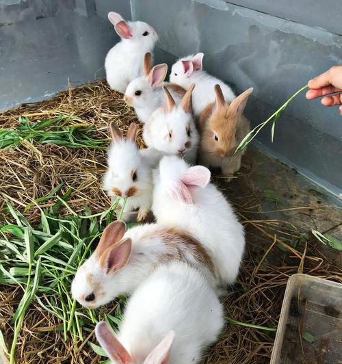 兔子喜欢吃哪些青草全攻略(图3) 兔子喜欢吃哪些青草全攻略(图3)