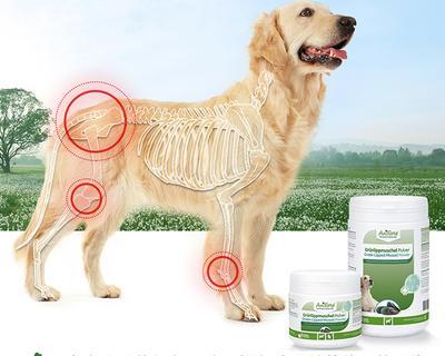 狗怀孕补钙注意事项全攻略(图2)