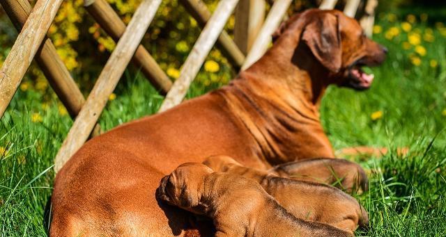 狗怀孕补钙注意事项全攻略(图3)