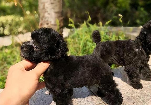 茶杯犬培育方法全攻略