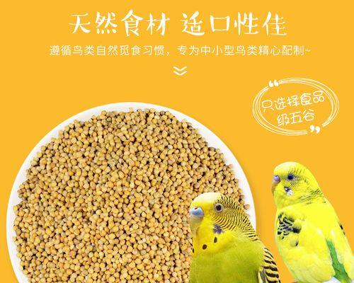 以刚出生的虎皮鹦鹉吃什么（宝宝虎皮鹦鹉食谱大揭秘）(图1)