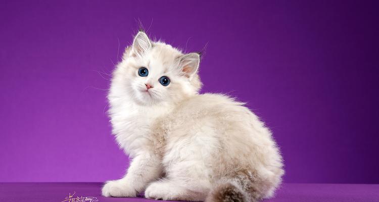 揭秘猫舌头紫色的原因（探索猫舌头变紫的奥秘，神秘又有趣）(图3)