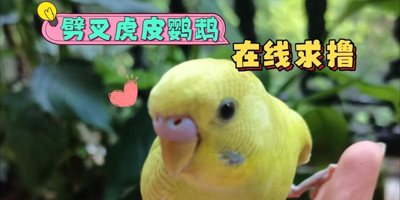 以刚出生的虎皮鹦鹉吃什么（宝宝虎皮鹦鹉食谱大揭秘）(图2)