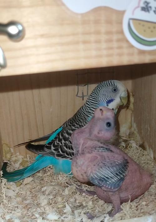 以刚出生的虎皮鹦鹉吃什么（宝宝虎皮鹦鹉食谱大揭秘）(图3)