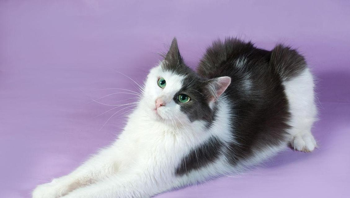 揭秘猫舌头紫色原因全攻略