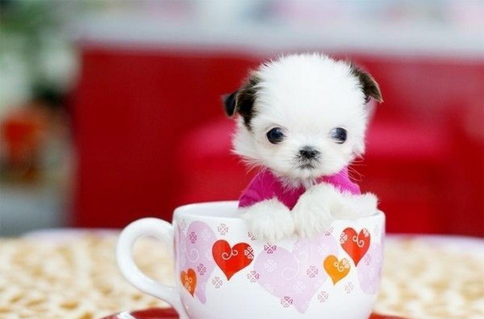 以茶杯犬是什么犬培育的？（了解茶杯犬的历史、特点和培育方法）(图3)