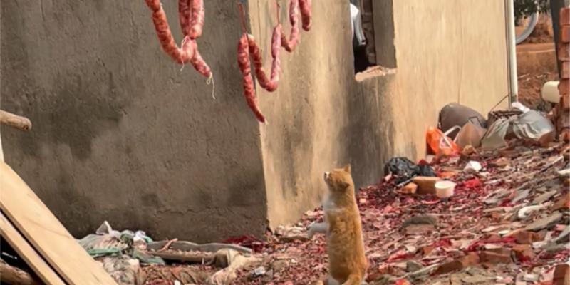 猫咪贪吃引发的疾病及预防措施(图2)