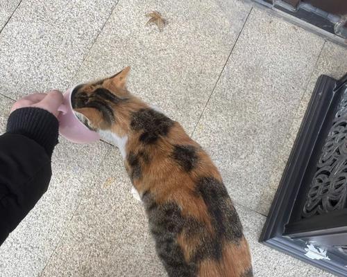 猫咪贪吃引发的疾病及预防措施(图3)