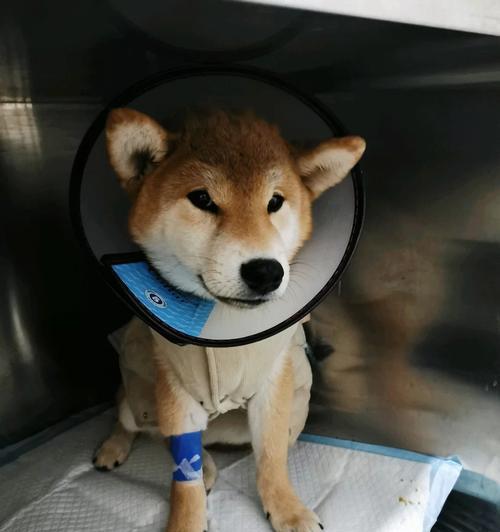 狗得细小后如何补血(科学饮食助犬病康复)(图1) 狗得细小后如何补血(科学饮食助犬病康复)(图1)