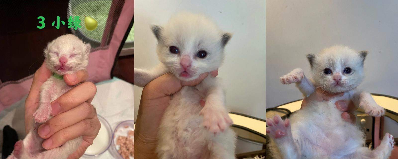 猫咪的成长历程（猫咪成长的关键阶段及早期