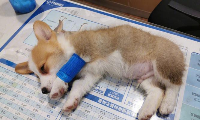 狗得细小后如何补血(科学饮食助犬病康复)(图2) 狗得细小后如何补血(科学饮食助犬病康复)(图2)