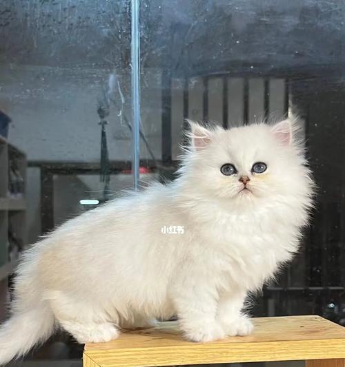 以金色为主题的金吉拉之美(金吉拉璀璨夺目,金色之美绽放全身)(图2) 以金色为主题的金吉拉之美(金吉拉璀璨夺目,金色之美绽放全身)(图2)