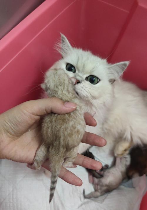 以金色为主题的金吉拉之美（金吉拉璀璨夺目